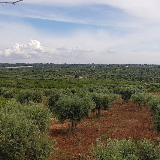 Sapore di Puglia